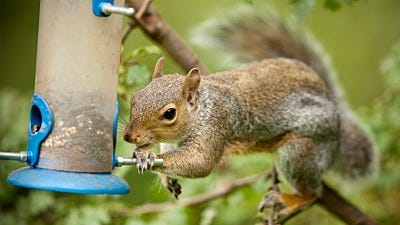 How to Protect Your Bird Feeders