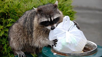 The Best Way to Keep Raccoons Away from Your Trash