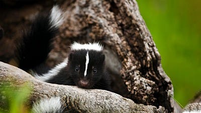 Get Rid of Skunks in 5 Easy Steps