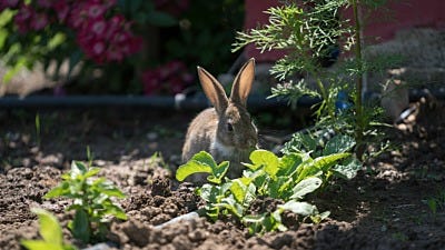 What Is Eating Your Garden?