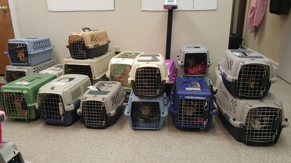 25 stray cats arrive at the Pet Pantry