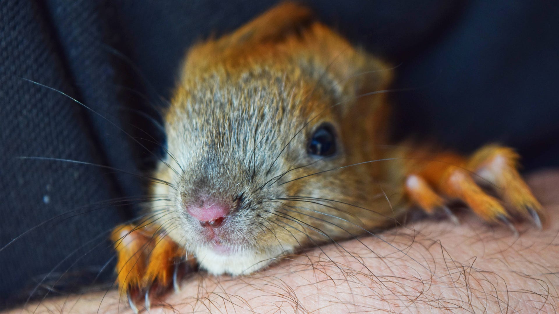 Can You Keep Squirrels As Pets? Can You Keep Squirrels As Pets?