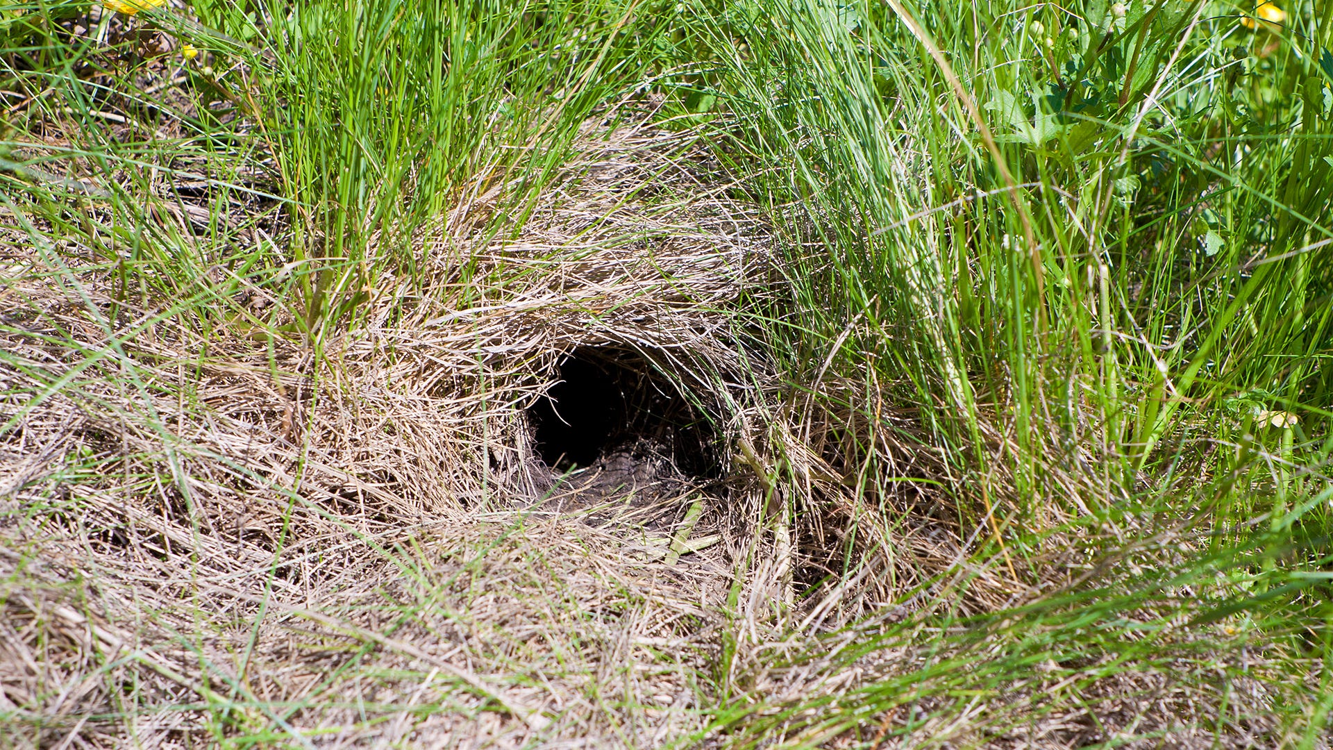 I Like Digging Holes And Hiding