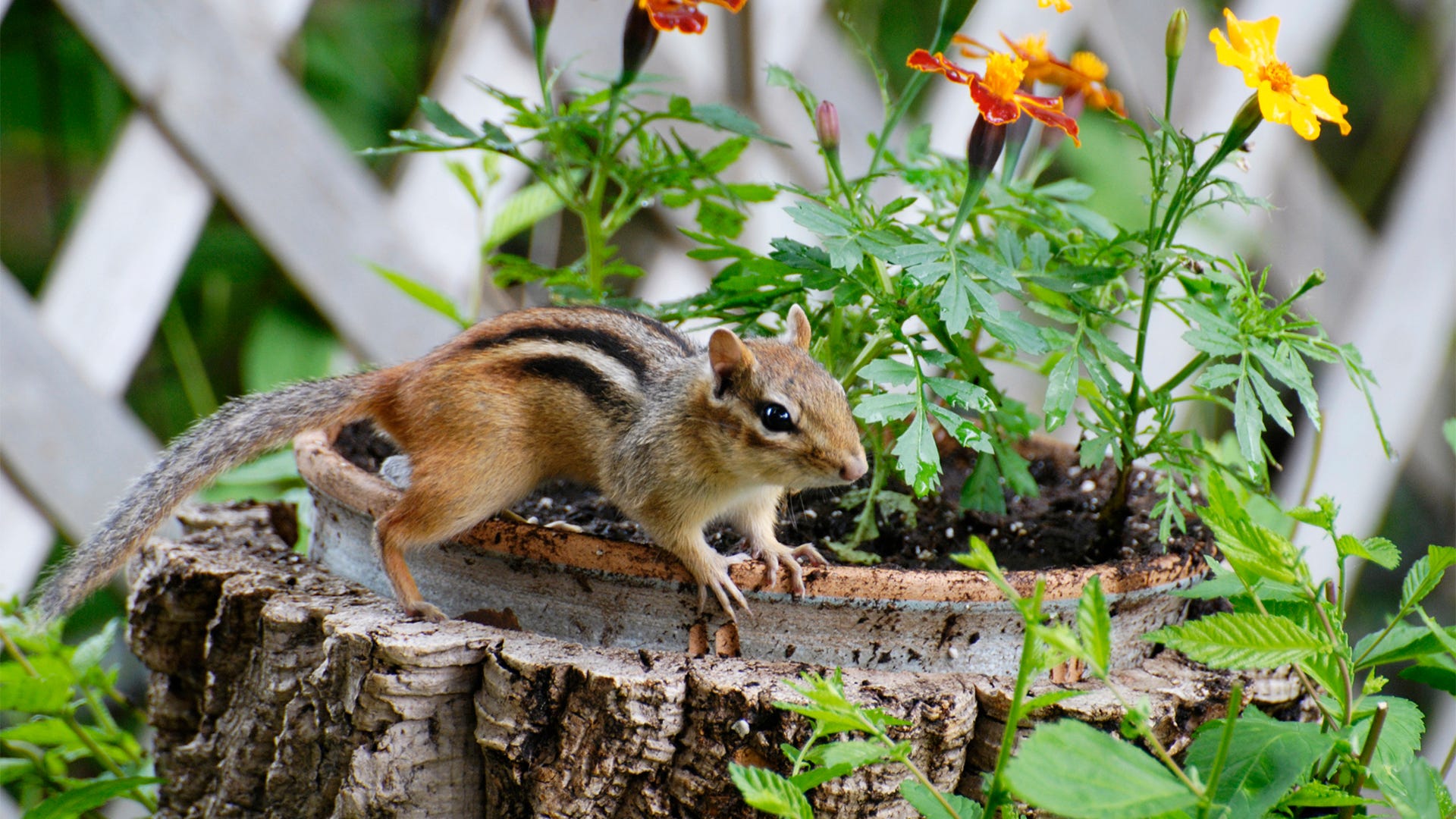 Homemade Chipmunk Trap - How To Kill Chipmunks