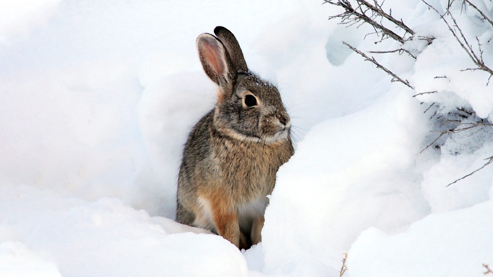 Effects of Climate Change on Small Animal Populations Effects of Climate Change on Small Animal Populations