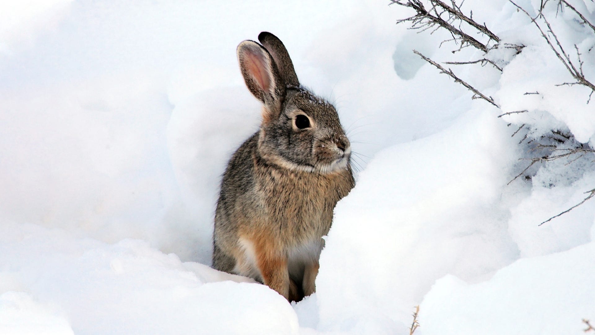 Effects of Climate Change on Small Animal Populations