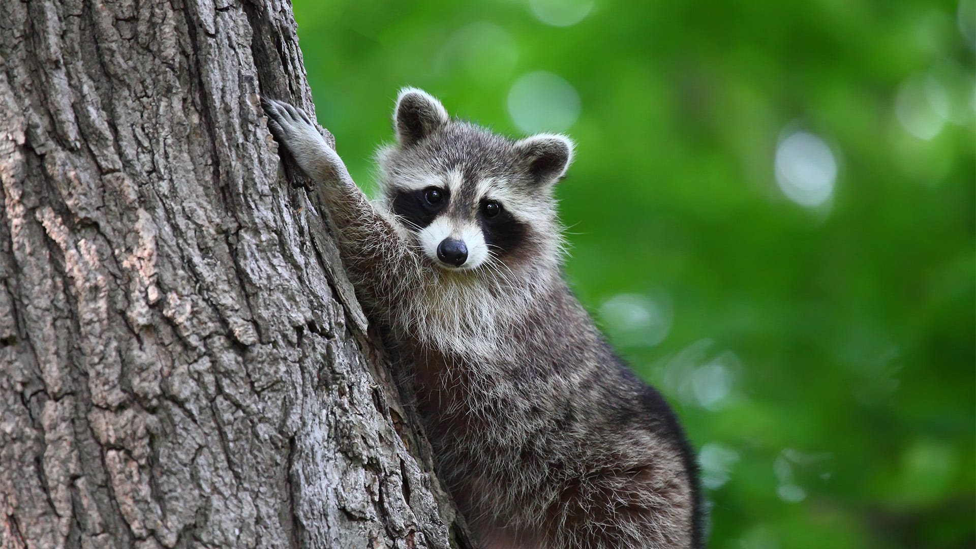 What happens if you quit feeding raccoons