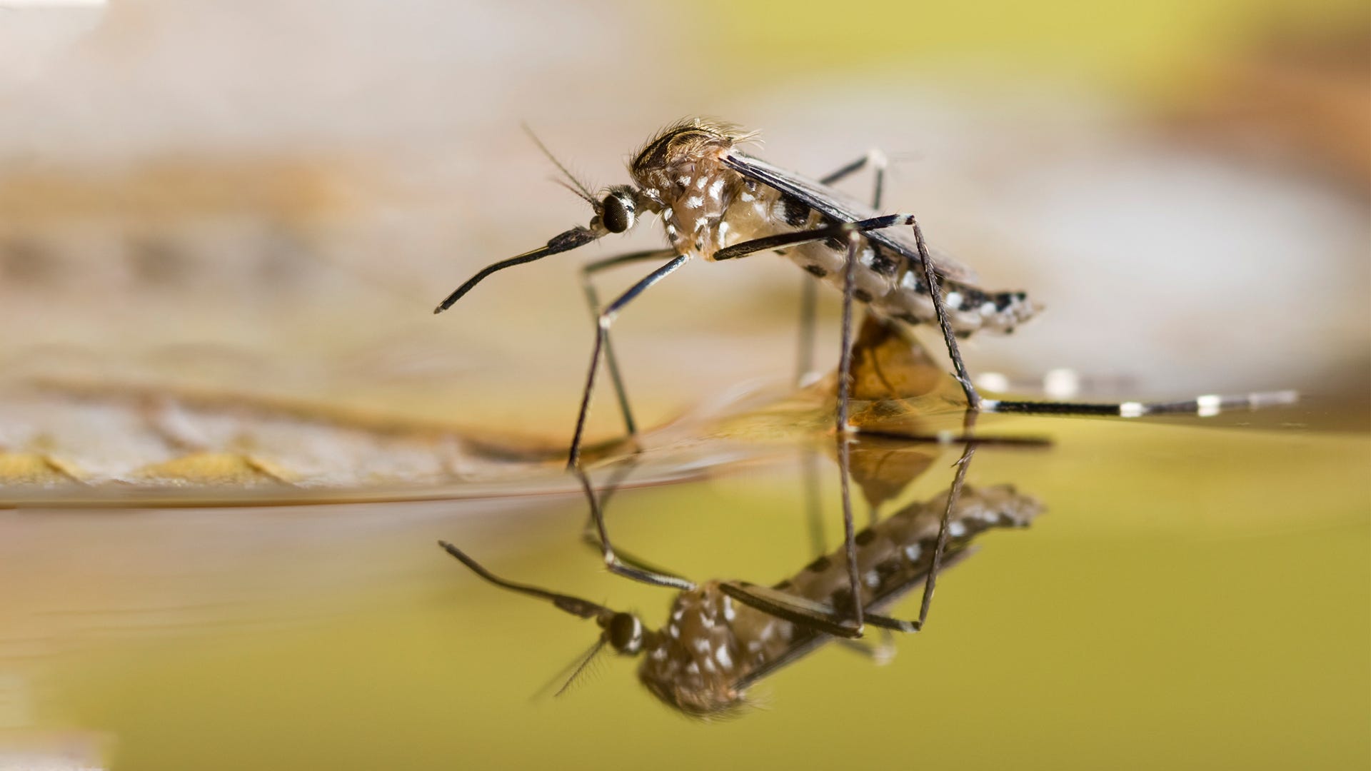 Keep Your Yard Mosquito Free