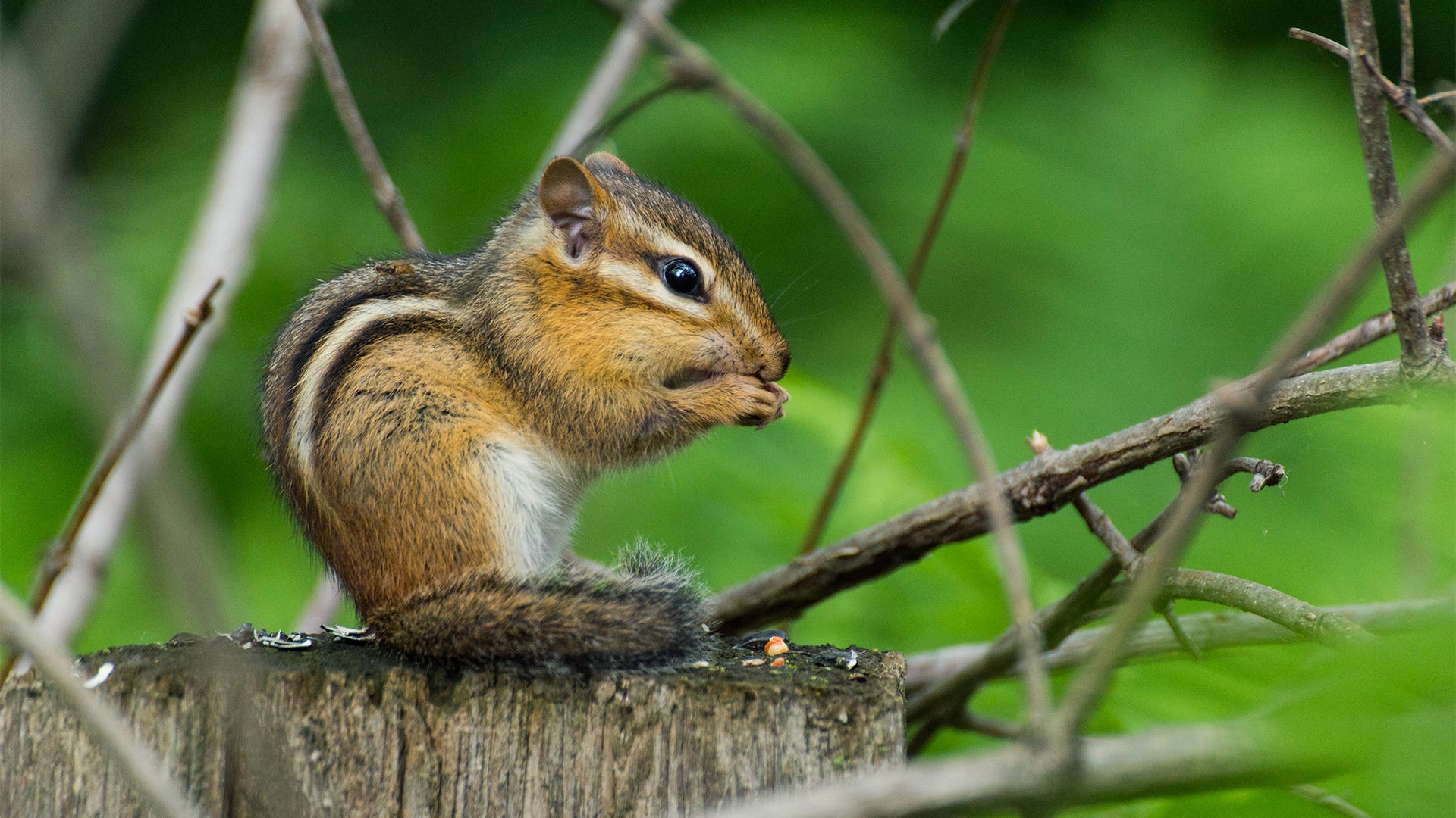 Chipmunk Trapping Tips