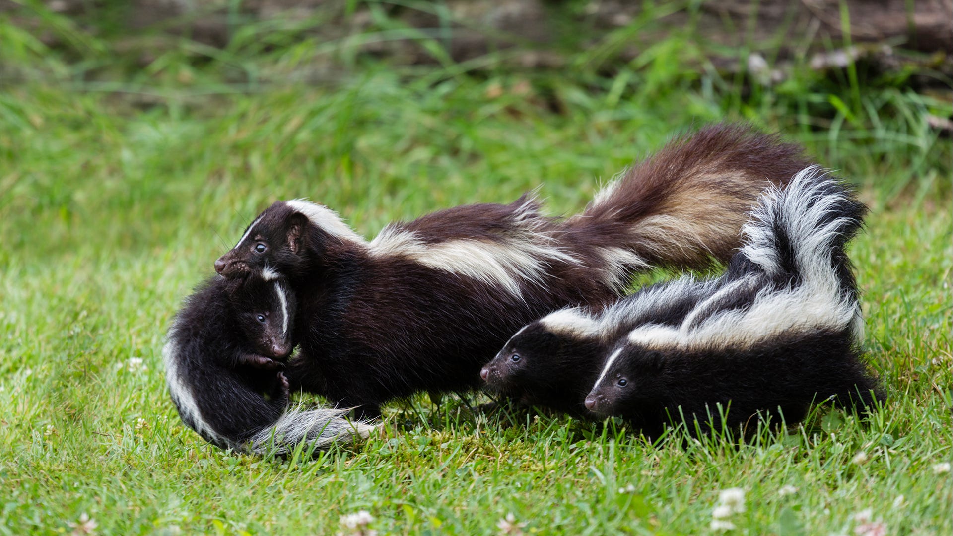 Say Goodbye to Skunks