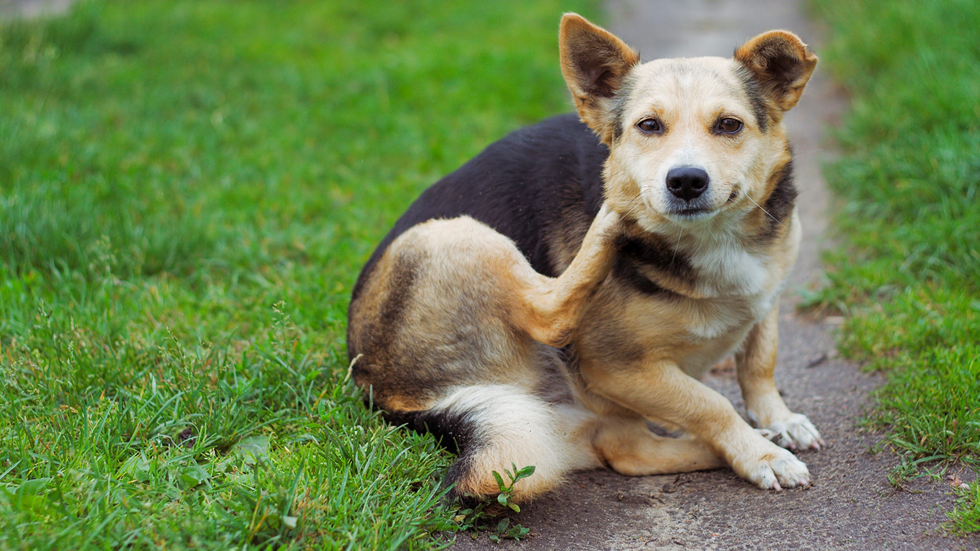 best dog repellent for yard