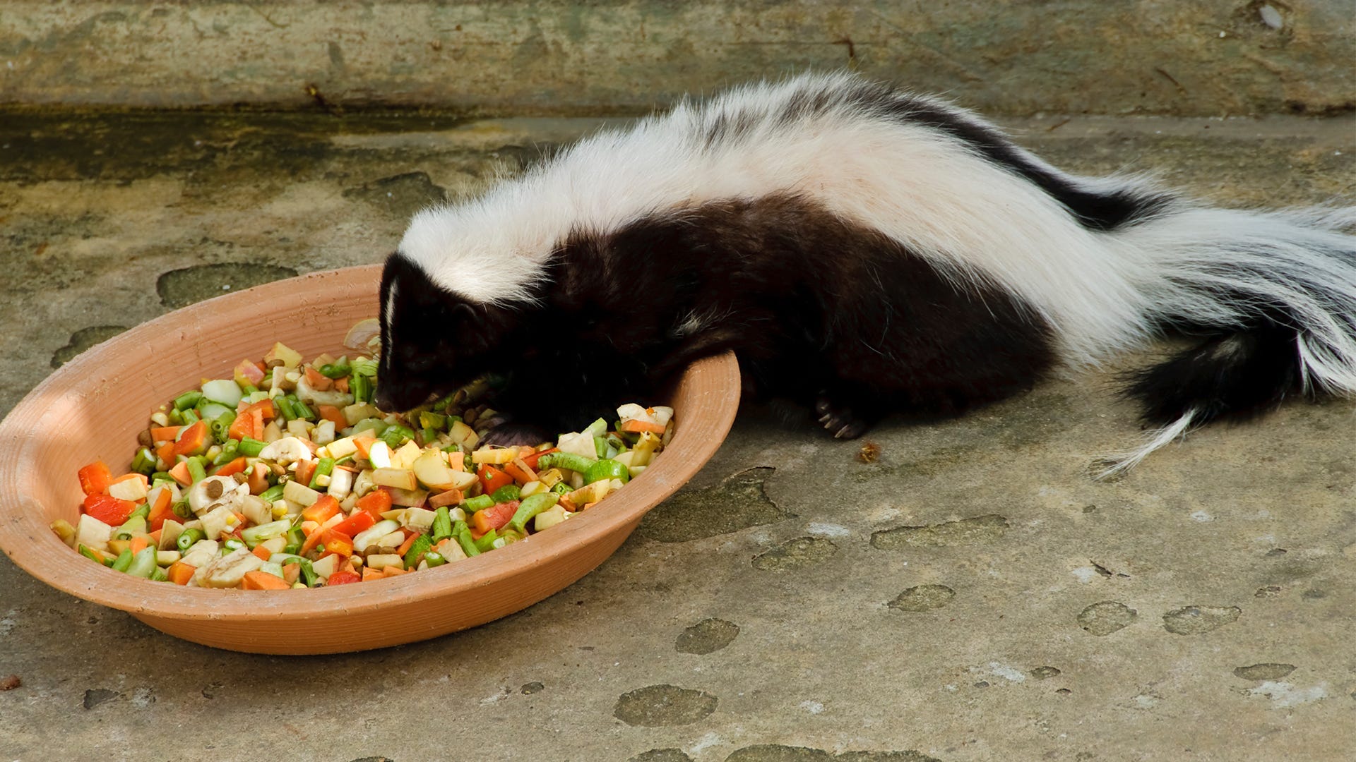 feeding wild animals