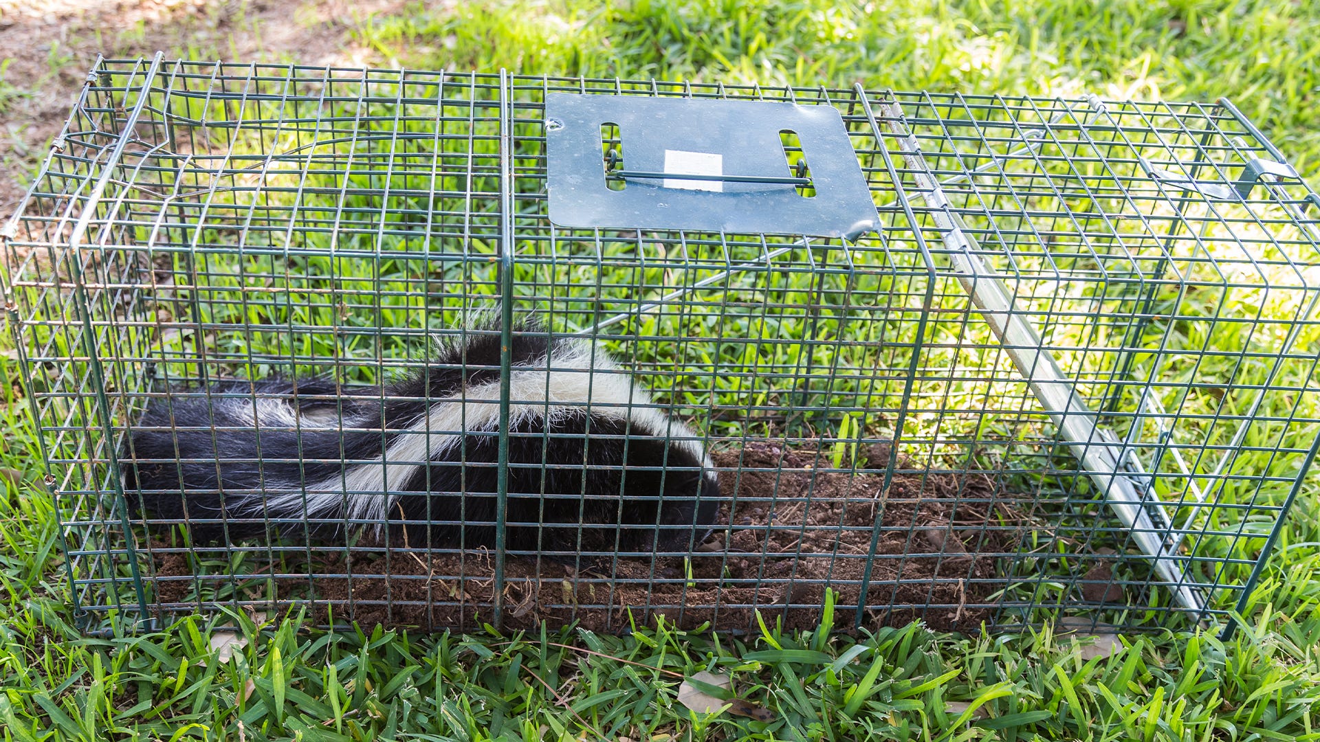 Trapping and Relocating Skunks