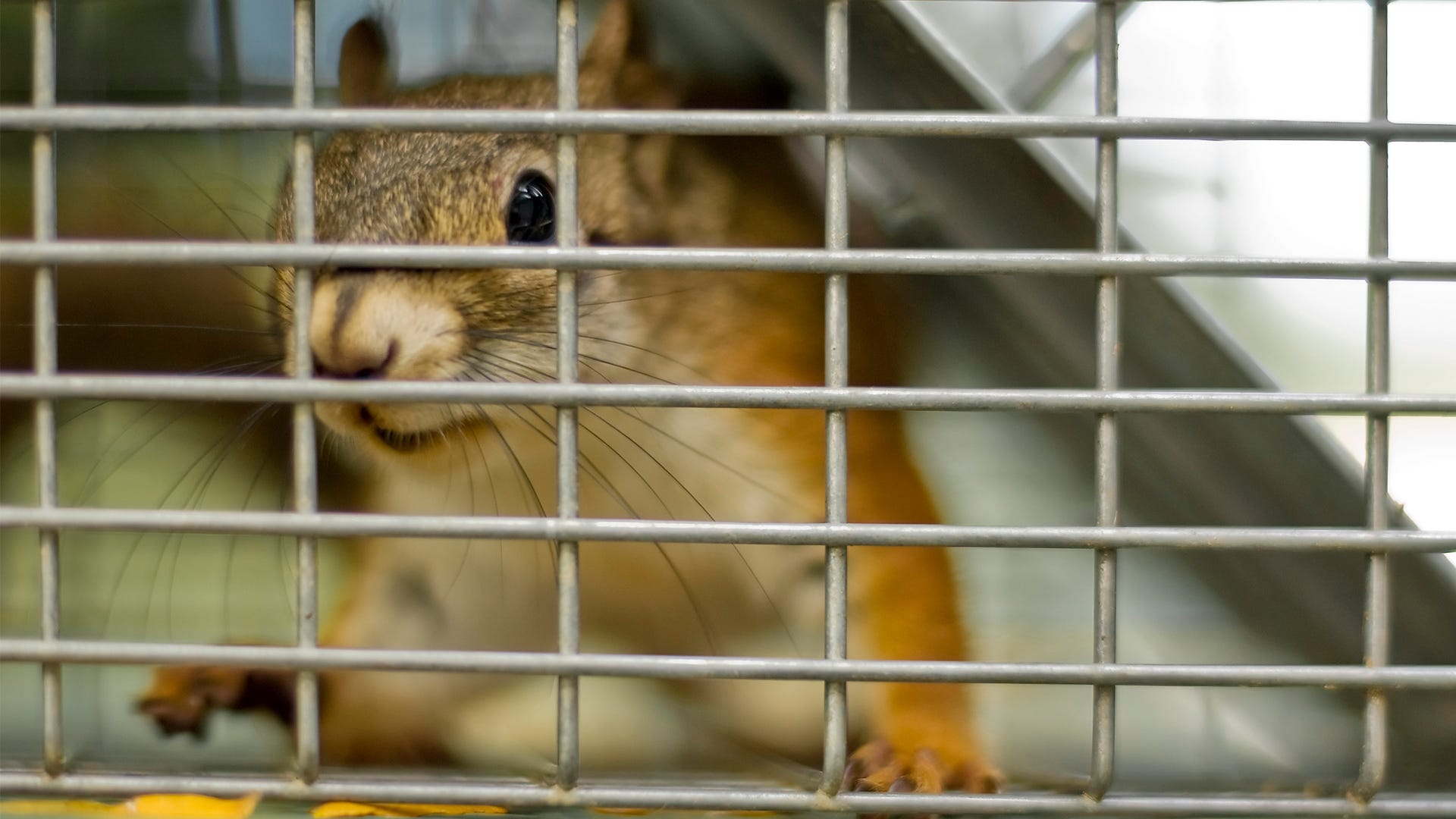 Trapping and Relocating Ground Squirrels
