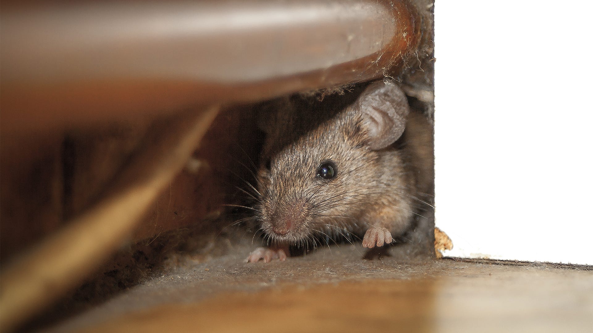 Mouse Trapping - How To Trap Mice in the Attic, Roof, Yard