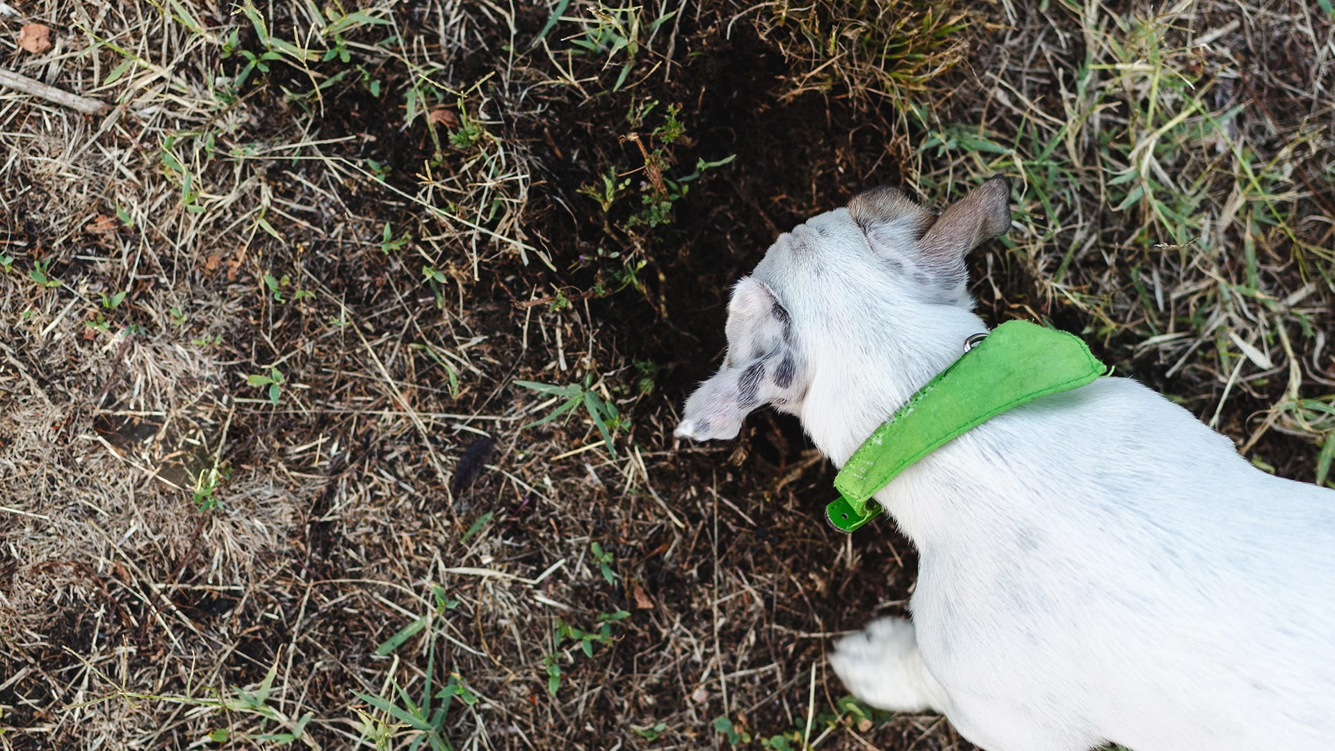 Why Do Animals Dig? Preventing Damage to Your Lawn Why Do Animals Dig? Preventing Damage to Your Lawn