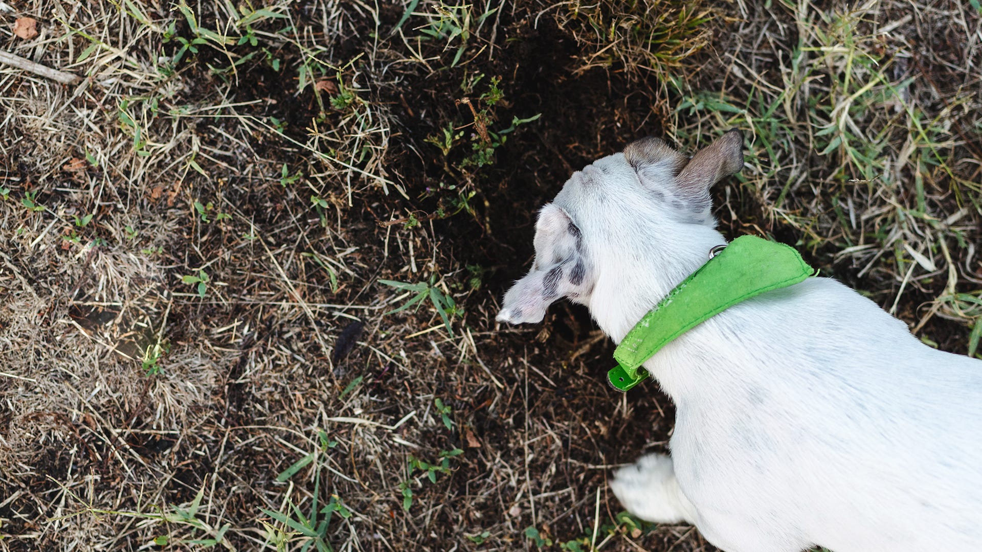 Why Do Animals Dig? Preventing Damage to Your Lawn