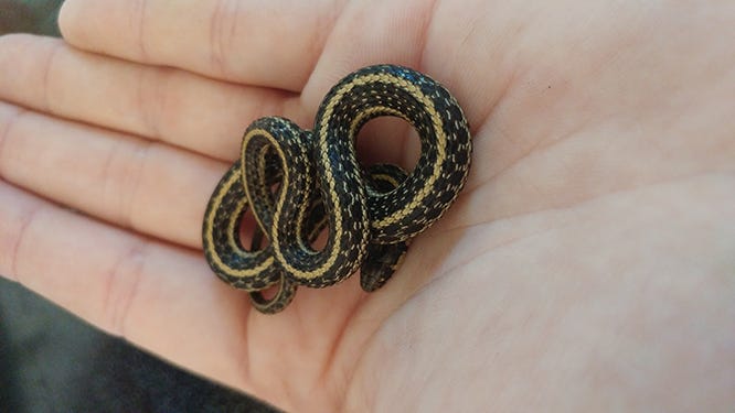  How to Get Rid of Garter Snakes