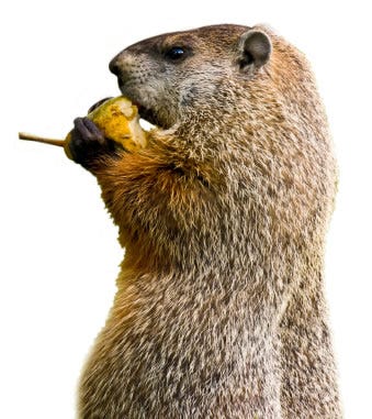 Groundhog