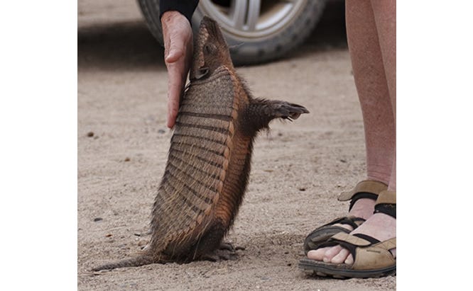 leprosy and armadillos