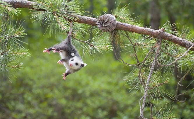 opossum tail