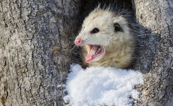 opossum and disease