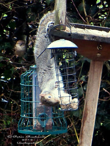 squirrel on feeder