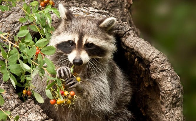 raccoon in tree