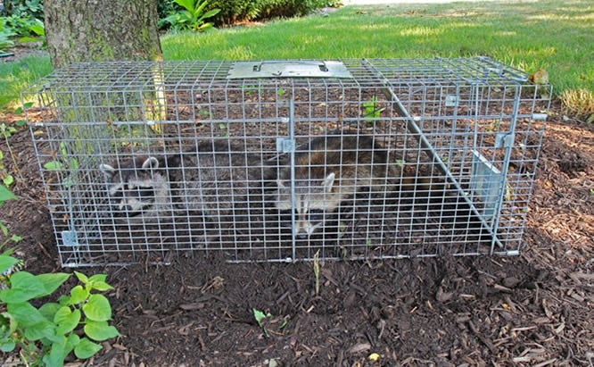 raccoon in cage