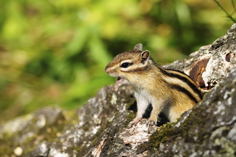 Chipmunk Making Sounds Havahart