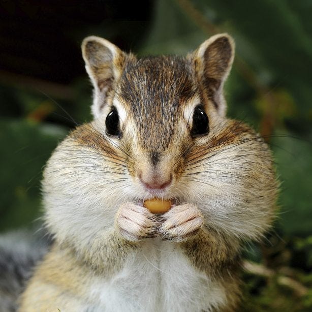 Chipmunk eating with stuffed cheeks Havahart