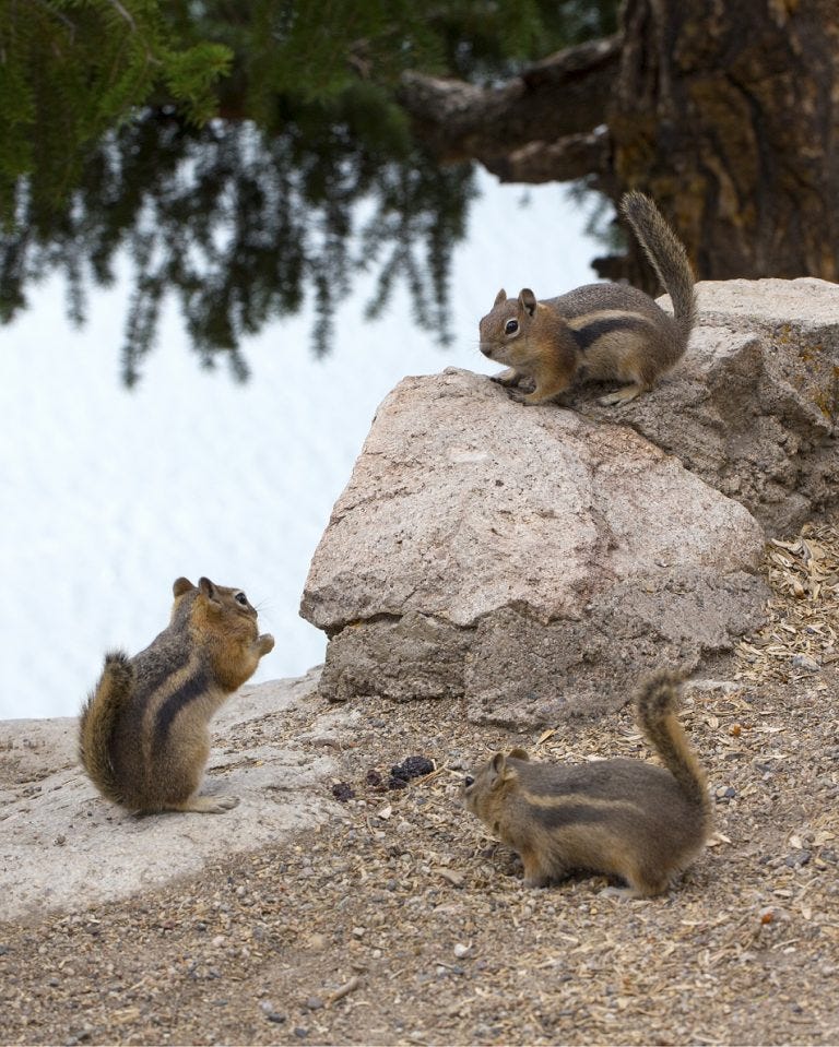 Havahart Three Chipmunks