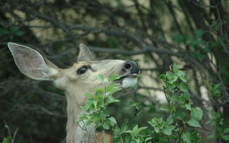 do dogs keep deer away