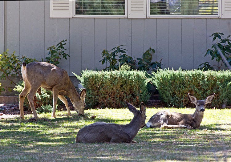 How to keep deer out of your yard