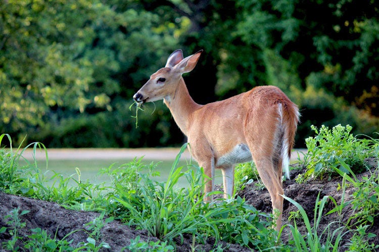 protecting fruit trees from deer