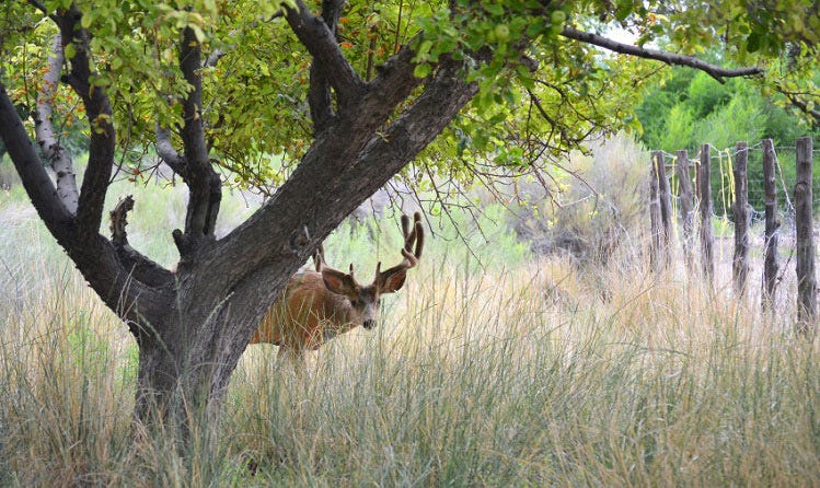 Fence to keep deer out of yard