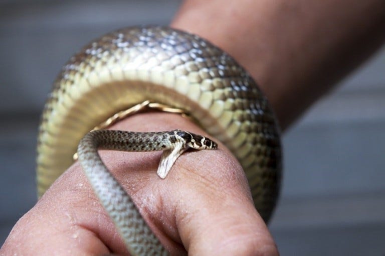 Garter snake bites