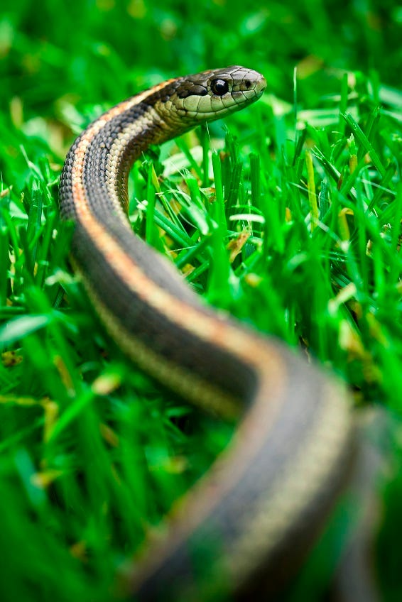 iStock_000013130187_Medium