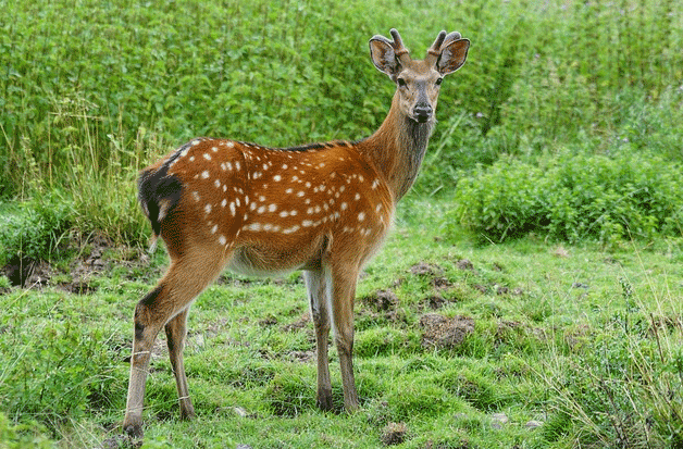 deer in yard