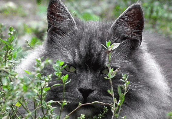 cats in yard