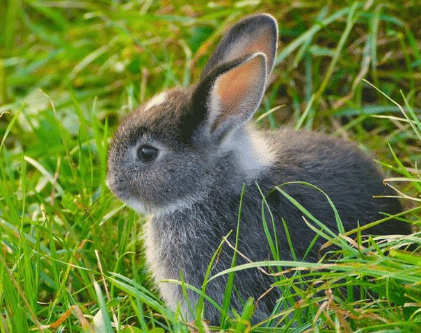 rabbits in yard