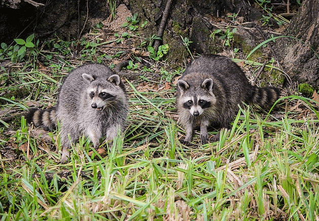 raccoons in yard