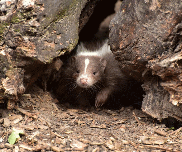 skunks in yard