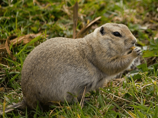 gophers in yard