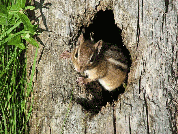 chipmunks in yard