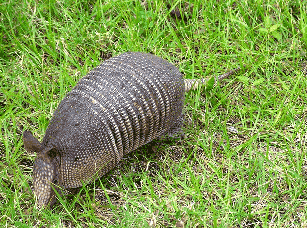 armadillos in yard