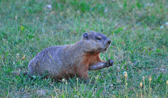 groundhogs in yard