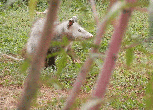 opossums in yard