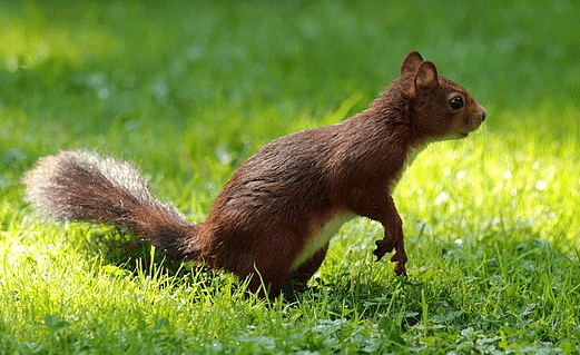 squirrels in yard