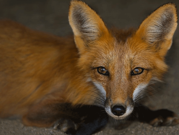 foxes in yard